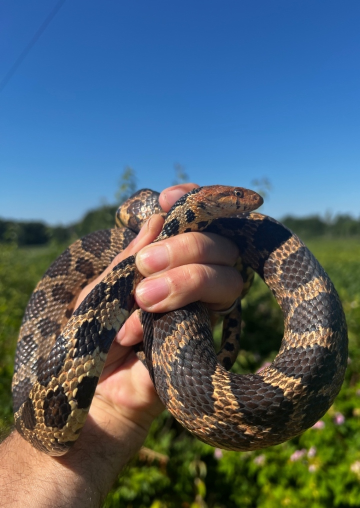 Eastern Fox Snake